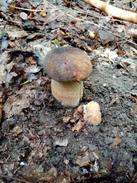食用森林蘑菇 一张自然中可食用的森林蘑菇的照片 — 图库照片