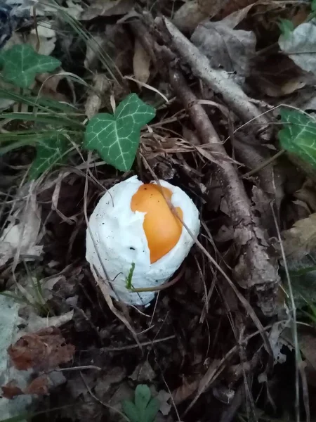 Jadalne Leśne Grzyby Fotografia Jadalnego Leśnego Grzyba Naturze — Zdjęcie stockowe