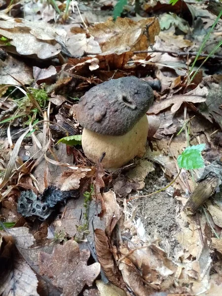 Funghi Bosco Commestibili Una Fotografia Fungo Foresta Commestibile Natura — Foto Stock