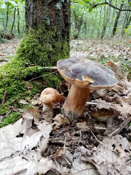 食用森林蘑菇 一张自然中可食用的森林蘑菇的照片 — 图库照片