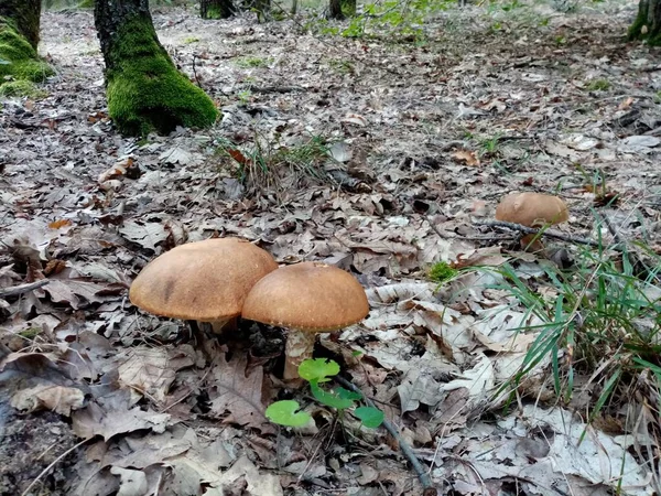 Setas Forestales Comestibles Una Fotografía Hongo Comestible Naturaleza —  Fotos de Stock