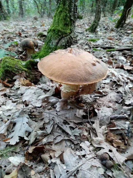 食用森林蘑菇 一张自然中可食用的森林蘑菇的照片 — 图库照片