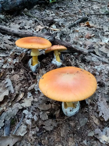 Edible Forest Mushrooms Photograph Edible Forest Mushroom Nature — Stock Photo, Image