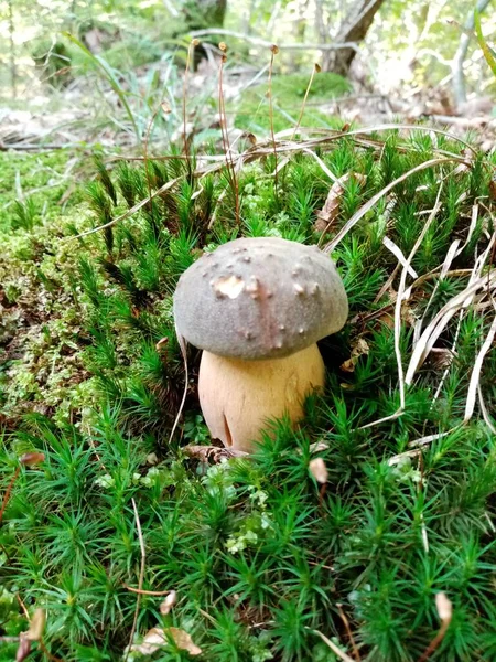 Ehető Erdei Gomba Egy Fotó Egy Ehető Erdei Gombáról Természetben — Stock Fotó