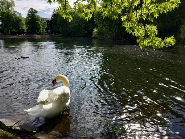 Hermoso Cisne Blanco Estanque Verano Ciudad — Foto de Stock