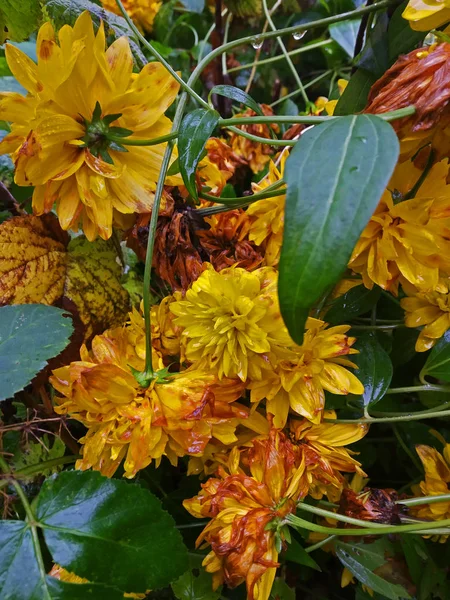 Rudbeckia Orticola Gialla Culmine Della Sua Fioritura — Foto Stock