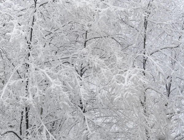 Ramas Árboles Están Cubiertos Blanco Nieve Pura Fresca Foto Invierno — Foto de Stock