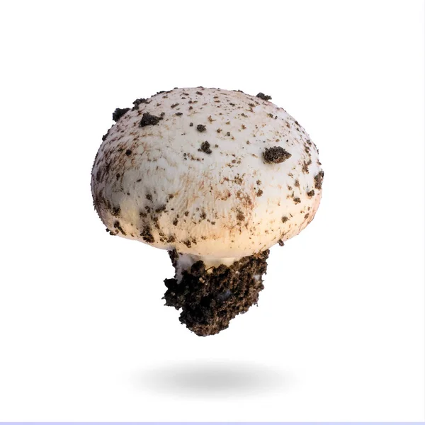 Mushroom Champignon Isolated White Background Nature Photo — Zdjęcie stockowe