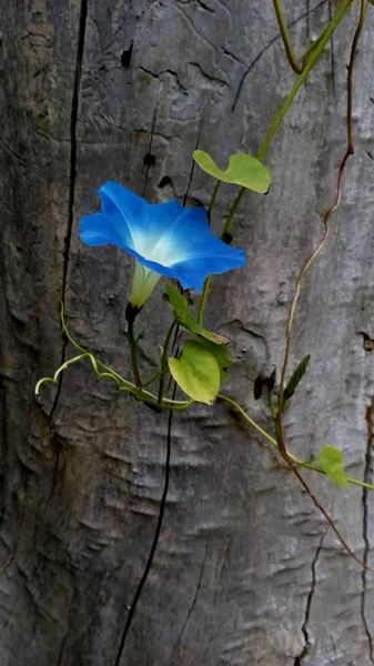 Flor Azul Bindweed Árvore Velha Cópia Espaço Natureza Foto — Fotografia de Stock