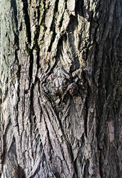 Texture Vieil Arbre Noué Dans Les Fissures Bois Nature Photo — Photo