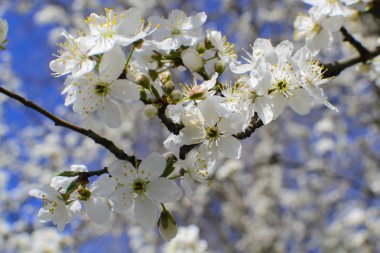 Çiçekli dalı önümüzdeki bahar sembolüdür
