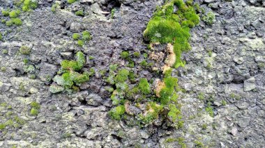 Eski duvarda yosun dokusu. Doğa arka plan.