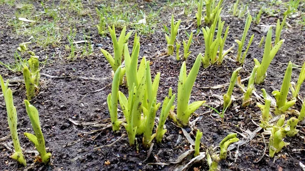 Tulipan pole. Młode rośliny kiełkowania. — Zdjęcie stockowe