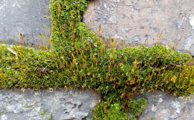 Yosun dokusu. Makro fotoğraf doğası.