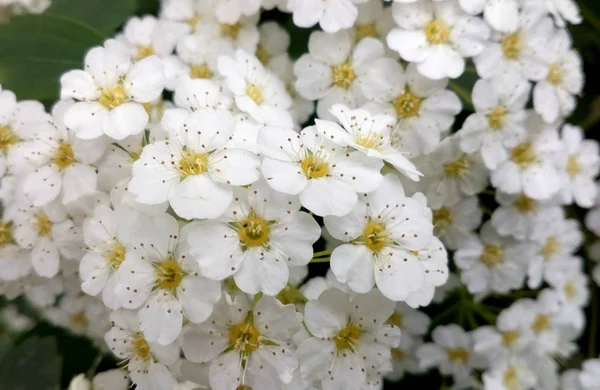 Floraison Spiraea vanhouttei macro photo. Fleurs blanches sur buisson . — Photo