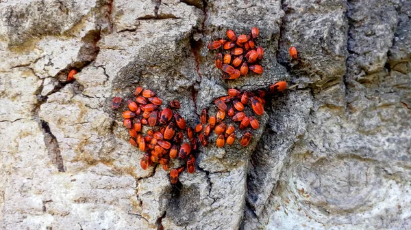 Grupa Pyrrhocoris apterus, czerwone chrząszcze na drzewie kory. — Zdjęcie stockowe