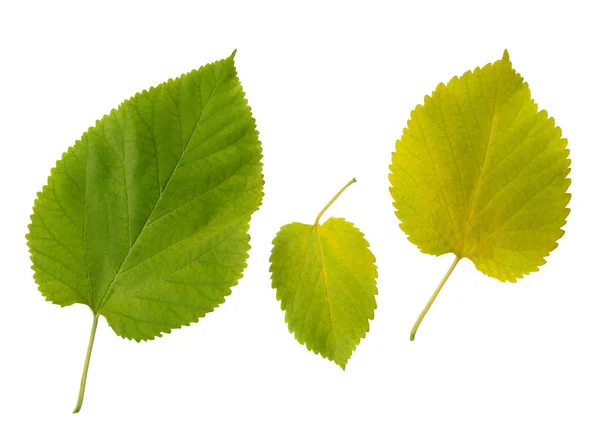 Amarelo verde folhas de outono conjunto composição isolada no branco — Fotografia de Stock