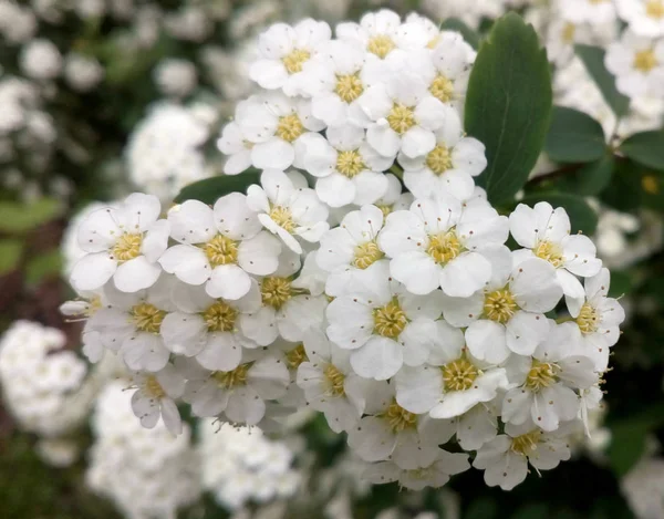 Floraison Spiraea vanhouttei macro photo. Fleurs blanches sur buisson . — Photo