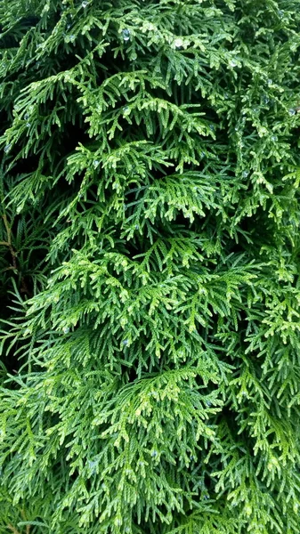 Tekstura iglaste, Thuja pozostawia zbliżenie zielonej natury pionowe Phot — Zdjęcie stockowe