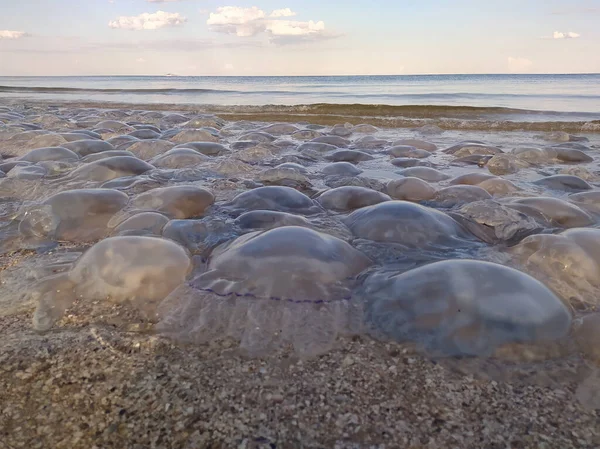 Jellyfish Beach Ecology Sea Ocean Pollution Human Impact Nature — Stock Photo, Image