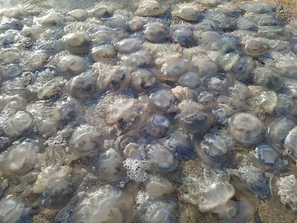 Jellyfish Beach Ecology Sea Ocean Pollution Human Impact Nature — Stock Photo, Image