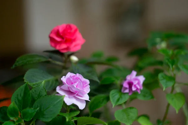 Indoor flowers, small roses, blurred background.