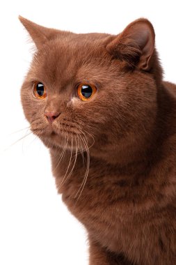 İngiliz kedi, beyaz izole üzerine tarçın renginde, kahverengi sütlü çikolata.