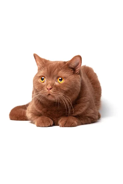 British cat, cinnamon-colored, brown milk chocolate on white isolate. — Stock Photo, Image
