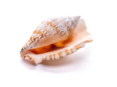 Deniz doğal kabuk, deniz yaşamının orijinal desen. 