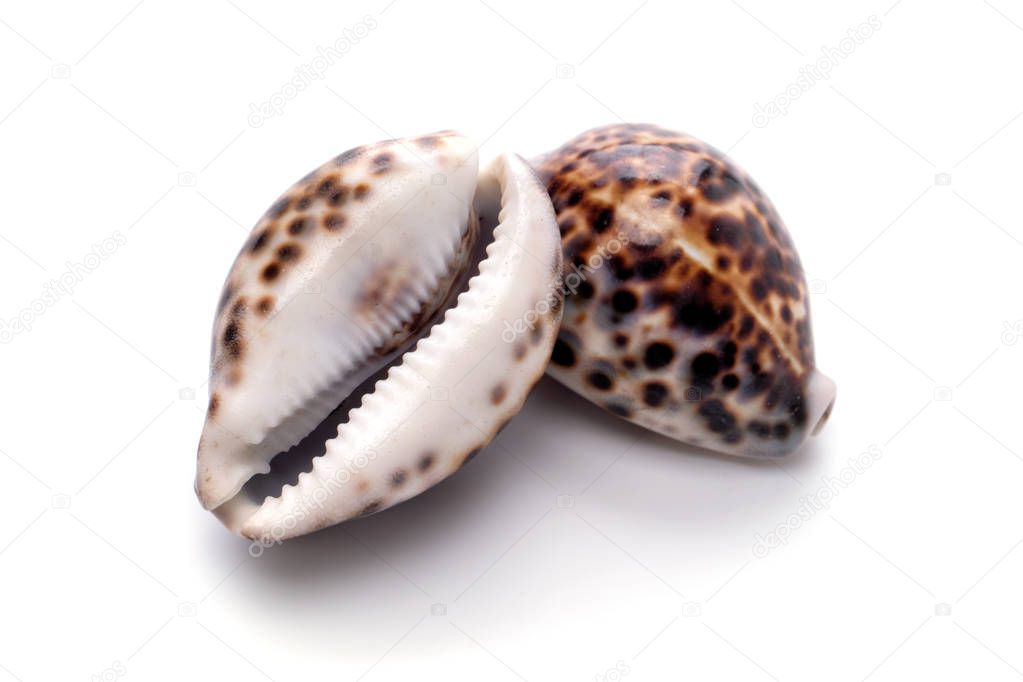 Sea natural shell, original pattern of marine life. 