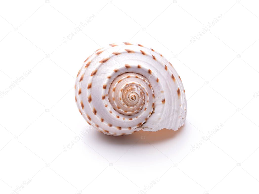 Sea natural shell, original pattern of marine life. 