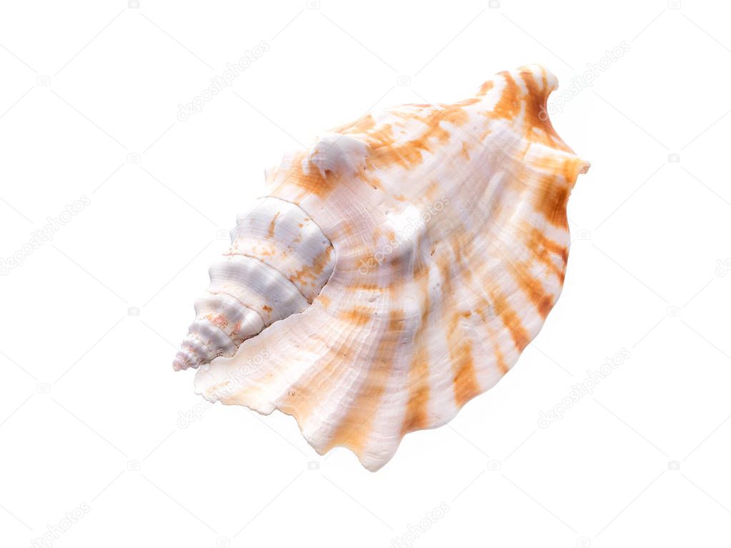 Sea natural shell, original pattern of marine life. 