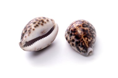 Deniz doğal kabuk, deniz yaşamının orijinal desen. 