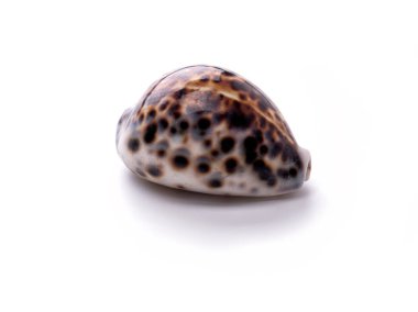 Deniz doğal kabuk, deniz yaşamının orijinal desen. 