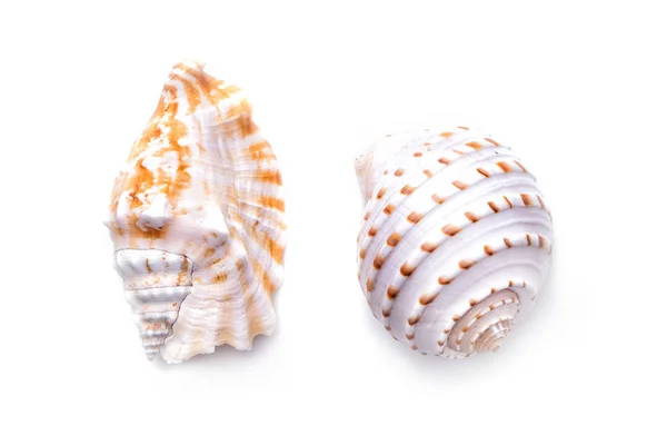 바다 천연 조개, 해양 생물의 원래 패턴. — 스톡 사진