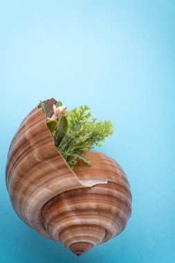 Doğal Seashell, deniz yaşamı için güvenli konut.