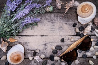 Doğal Seashell, deniz yaşamı için güvenli konut.