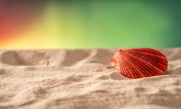 Natural Seashell, безопасное жилье для морской жизни . — стоковое фото