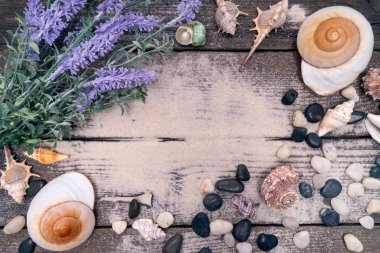 Doğal deniz kabukları, deniz yaşamı için güvenli bir muhafaza. Seyahat ve rahatlama.