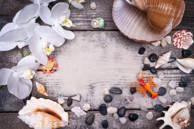 Doğal deniz kabukları, deniz yaşamı için güvenli bir muhafaza. Seyahat ve rahatlama.