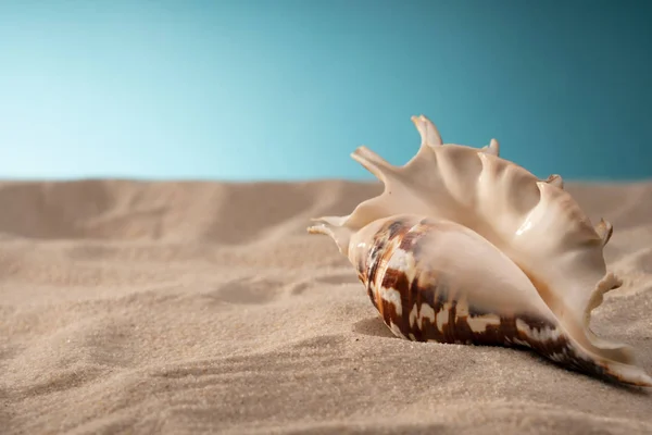 Natürliche Muscheln, ein sicheres Gehege für Meereslebewesen. Reisen und Entspannung. — Stockfoto