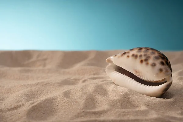 Морские ракушки песок, праздничная открытка . — стоковое фото