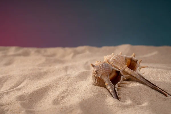 Meereslandschaft Muscheln Sand, Urlaubspostkarte. — Stockfoto