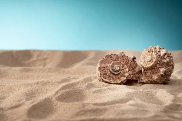 Muschel im Sand, Unterschlupf für Weichtiere. Reisekarte, blauer Hintergrund. ociana Strand, Natur und Entspannung Strand. es gibt einen Platz für die Inschrift. — Stockfoto