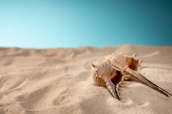 Muschel im Sand, Unterschlupf für Weichtiere. Reisekarte, blauer Hintergrund. ociana Strand, Natur und Entspannung Strand. es gibt einen Platz für die Inschrift. — Stockfoto