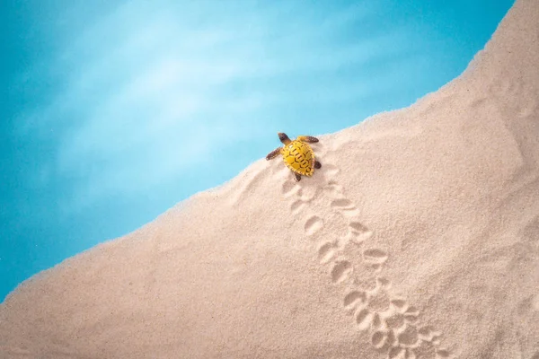 Havsstrand, en bugg kryper till vattnet, ett kort för en resebyrå, sand skal, blå hav, sol semester och avkoppling. — Stockfoto
