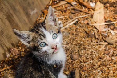 Güzel kedi doğaya yakın çekim