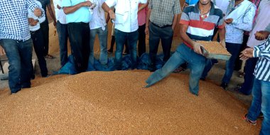 DISTRICT KATNI, INDIA - 07 Ağustos 2019: Hintli çiftçiler buğday tohumu satıyorlar Hindistan hükümetinde muazzam miktarda hisse senedi, tarım ürünleri sattıkları yer.