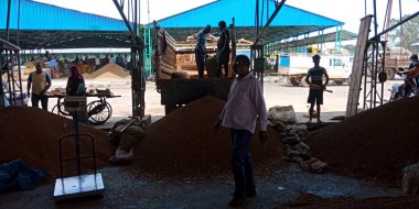 DISTRICT KATNI, INDIA - 07 Ağustos 2019: Asyalı çiftçiler buğday tohumları etrafında yürüyorlar Hindistan hükümetinde muazzam hisse senedi, tarım ürünleri satmak için yer.