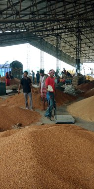 DISTRICT KATNI, INDIA - 07 AĞUSTOS 2019: Inidan Köyü tarım işçileri, Hindistan Godwown Gıda Şirketi.